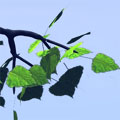 birch leaf for Bryce5 (лист березы )- zip 12KB