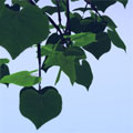 linden leaf for Bryce5 (лист липы) - zip 6KB