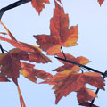 maple leaf for Bryce5 (лист клена) - zip 17KB