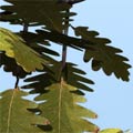 oak leaf for Bryce5 (лист дуба) - zip 21KB