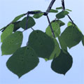 poplar leaf for Bryce5 (лист тополя) - zip 12KB
