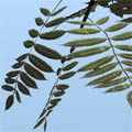 rowan leaf for Bryce5 (лист рябины) - zip 27KB
