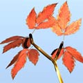 unknown autumn leaf for Bryce5
 (осенний лист)- zip 22KB